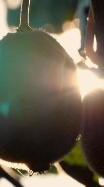 Ağaçta olgun kiwifruit toplanmadan önce yapraklarla çevrili. Çiftçilik ve hasat kavramı. Yakın plan. Altın ya da yeşil kivi, meyve bahçesindeki kivi ağacında asılı kıllı meyveler. Günbatımında güneşte sonbahar. Yüksek kalite 4k görüntü