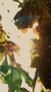 Güneşte beyaz üzümler. Olgun üzüm demetleri. Çok yakın plan. Üzüm bağında üzümlü tatlı beyaz üzümler, ılık sonbahar güneşiyle aydınlatılıyor. Gün batımı. Olgun üzüm salkımları hasat için hazır. Hayvanat bahçesi. Şaraphane ve Şarap Şirketi.