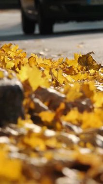 Sonbahar. Sarı yapraklar kasabada yol boyunca uzanır. Bir araba yapraklar boyunca gidiyor..