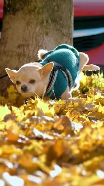 Bir köpek, şehrin düşen sarı yapraklarında bölgesini idrarla işaretliyor. Güneşli bir gün. Küçük bir köpek bir ağacın yanında işiyor. Yüksek kalite 4k görüntü
