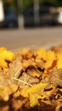 Sonbahar. Sarı yapraklar kasabada yol boyunca uzanır. Bir araba yapraklar boyunca sürer. Yüksek kalite 4k görüntü