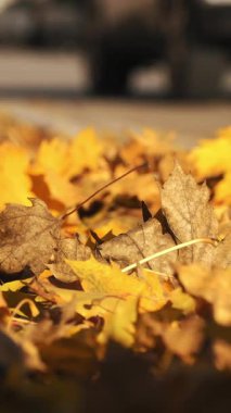 Sonbahar. Sarı yapraklar kasabada yol boyunca uzanır. Bir araba yapraklar boyunca sürer. Yüksek kalite 4k görüntü