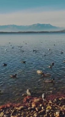 Gölde birçok kuş türü var. Dağ geçmişi. Güneşli hava.