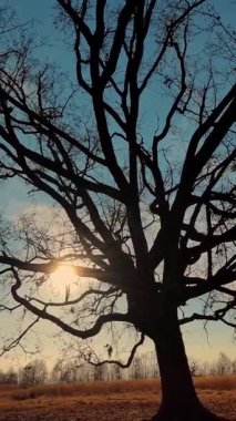 Bir tarlada tek bir yapraksız ağaç duruyor. Bozkırda tek başına duran bir ağaç. Steppe manzarası.