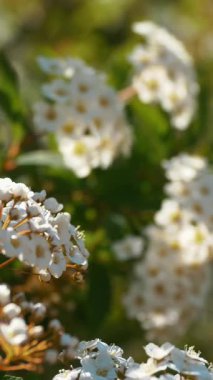 Çalılıklarda Zarif Beyaz Çiçeklerle Güneşli Bahar Sahnesi