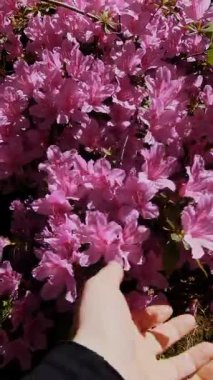 Güneş Bahçesi 'nde El Dokunuşu Pembe Rododendron Çiçekleri