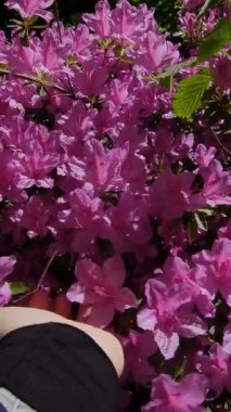 İlkbaharda El Dokunma Pembe Rododendron Çiçekleri: Güneş Işığında Canlı Bir Bahçe Görüntüsü