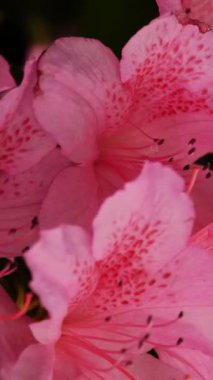 Full Bloom 'da Pembe Azaleas - Bahar Bahçesi Temaları İçin Mükemmel