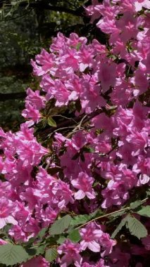 Pembe Rododendron Serene Ormanında Gün Işığında Çiçek Açtı