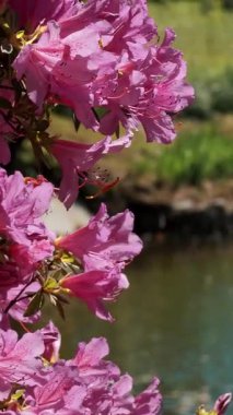 Pembe Rododendron Parkta güneşli bir günde Huzurlu Göle Bakar