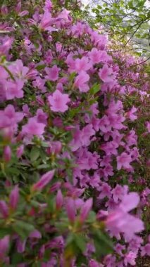 Bahar Yürüyüşü Çiçekli Pembe Azaleas ve Taze Yeşil Ağaçlarla İlgili