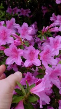 Doğanın Güzelliğini Keşfeden: El, Narin Pembe Azalea Çiçeklerine Tam Çiçek Açtı