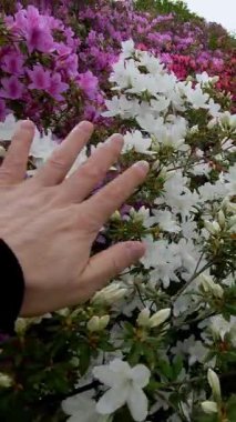 Bahar Çiçeklerinin Canlı Çiçeklerini Keşfeden Bir Yakın Çekim Perspektifi