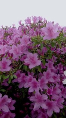 Azalea Çiçek Sergisi, Bahar Çiçeği Temaları İçin Mükemmel