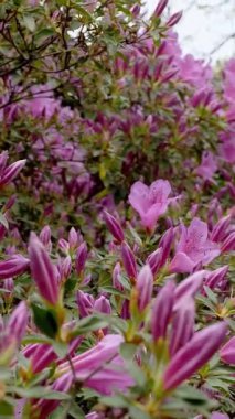 İlkbahar Rhododendron Park Ekranı Tamamen Çiçek Açtı