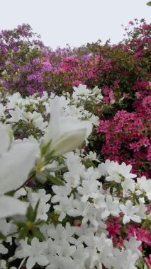 Azalea ve Rododendron Şehir Parkında Çiçek Açtı