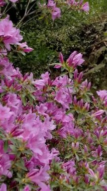 Pembe Azaleas Şehir Parkında Çiçek Açıyor