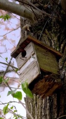 Kırsal ahşap bir kuş evi, bir ağacın engebeli kabuğuna sabitlenmiş, taze, yeşil bahar yapraklarının arasından gizlice bakıyor, doğadaki gençleşmenin özünü yakalıyor.