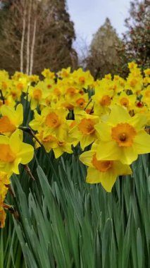 Huzur Parkı 'nda Çiçek Açan Bahar Çiçekleri