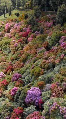Tam Açan Rododendron Parkının Hava Görüntüsü