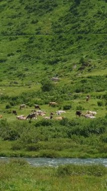 Alp Dağı inekleri İsviçre 'nin çayırlarında otlar. Berrak bir gökyüzü altında yemyeşil bir manzara. Sürü, dolambaçlı bir nehrin yanında huzur içinde otluyor. Doğa ve tarım temalı tasarımlar için mükemmel sakin bir pastoral manzara yaratıyor.