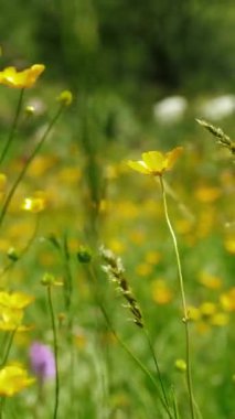 Altın Düğünçiçeği ve Yeşil Çimenli Yaz Çayırı