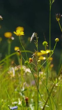 Çiçek açan kır çiçekleri ve gün ışığıyla Yaz Çayırı