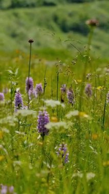 Çeşit çeşit kır çiçekleriyle dolu yaz çayırı Doğa Özgeçmişi ve baskıları için mükemmel