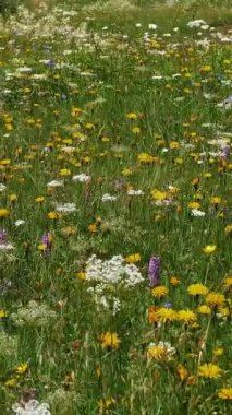 Bahar Çayırı 'nda çeşitli kır çiçekleri açar.