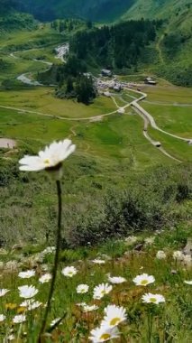Beyaz kır çiçekleriyle bezenmiş yemyeşil bir vadide yaz günü