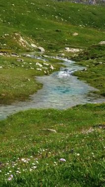 Kristal berrak deresi ve çiçek açan kır çiçekleriyle Alp manzarası