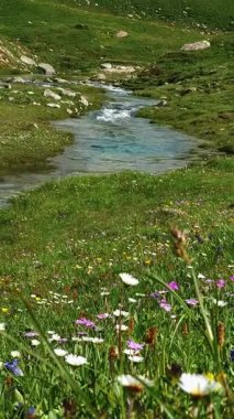 Kristal berrak deresi ve çiçek açan kır çiçekleriyle Alp manzarası