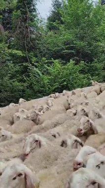 Kulak etiketi olan sık bir koyun sürüsü, yemyeşil ormanlarla çevrili dar bir yolda ilerliyor, kırsal yaşamın özünü yakalıyor ve çiftlik hayvanlarını yönetiyor.