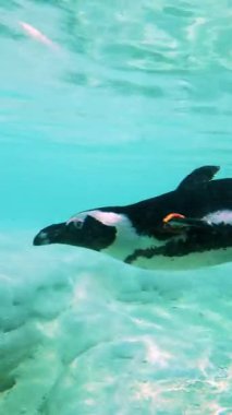 Penguen berrak turkuaz suda yüzüyor. Yan görüş kuşun hidrodinamik süzülme hareketini kanat gibi hareket eden uzatılmış yüzgeçleriyle yakalar.