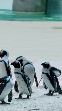 Hayvanat bahçesindeki karlı beyaz yüzey üzerindeki geniş penguen grubu. Çeşitli penguenler kış sergisi ortamında ayakta, yürümekte ve etkileşimde bulunmaktadırlar..