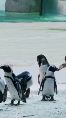 Hayvanat bahçesindeki karlı beyaz yüzey üzerinde ayakta ve paytak paytak yürüyen büyük bir penguen grubu. Birden fazla penguen sosyal davranışlarını göstermek için bir araya geldi..