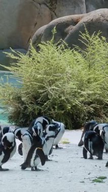 Bir grup penguen, hayvanat bahçesindeki açık yeşil çalıların yanında toplandı. Yapılandırılmış habitat elementleriyle kumlu zeminde sosyal davranışlar sergileyen kuşlar..