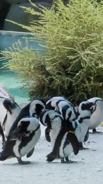 Neşeli Afrika Penguenleri Güneşli bir günde sakin bir su birikintisi tarafından toplanıyor