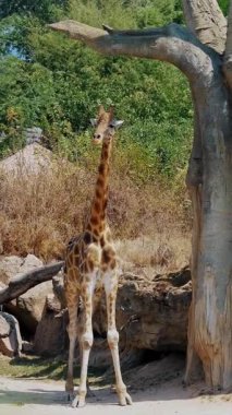 Zürafa Lush Hayvanat Bahçesinde Büyük Bir Ağacın yanında Duruyor