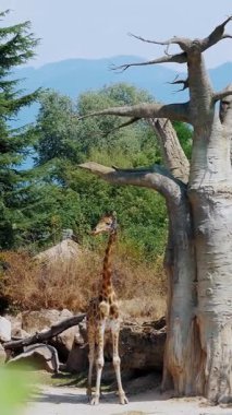 Zürafa Çimento Yeşillik Yeşil Safari Arazisinde Devasa Ölü Ağaç Tarlası