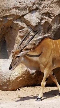 Güneşli Safari Ortamı 'nda Büyük Kaya oluşumunun Gezintisi