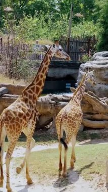 Zürafalar Doğal Hayvanat Bahçesinde Çimenliyor Güneşli Gün, Doğa Temalı Dekorasyon İçin Mükemmel