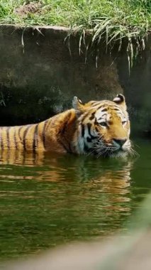 Bengal Kaplanı Yeşillik ile çevrili Sığ bir gölette Serinliyor