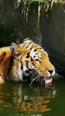 Serene Water Body 'de susuzluğunu gideren kaplan