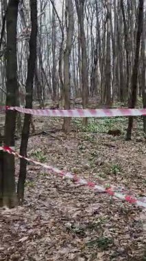 kırmızı eskrim bandı. İlkbahar ormanında çiçek açan kardelenler, korunan bir alan, kırmızı kurdeleile çevrili. Kardelenler Kırmızı Kitap'ta kayıtlı nadir çiçeklerdir, yasalarla korunur..