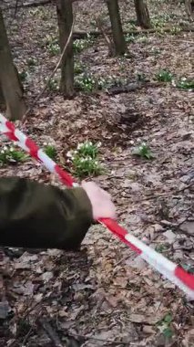 el tutan kırmızı eskrim bandı. İlkbahar ormanında çiçek açan kardelenler, korunan bir alan, kırmızı kurdeleile çevrili. Kardelenler Kırmızı Kitap'ta kayıtlı nadir çiçeklerdir, yasalarla korunur..