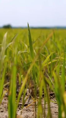 Pirinç tarlalarında yeşil pirinç yaprakları. Pirinç tarlaları Rüzgarlı pirinç tohumu tarlası. Pirinç Tarlası ve Pirinç Kulağı.