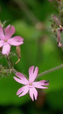 Ormanda çiçekler. Doğa. Mor taç yaprakları. Güzel arka plan. Alp dağlarında yaz.