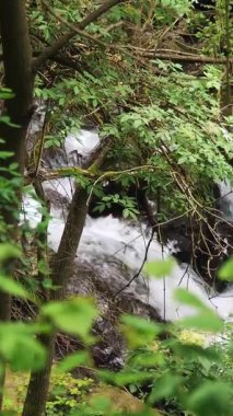 Ormanda bir dağ nehri. Kayaların üzerinden akan su akıntıları. Alpler dağlarında şelale. Su kristal gibi berrak. Dağlardaki kayaların ve ağaçların arasında nehir.