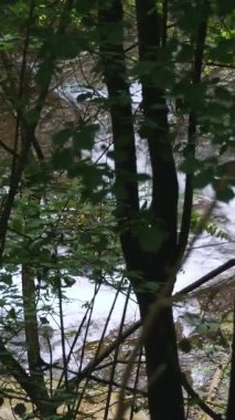 Vahşi dağ nehri. Yaprakların arasından, ağaçların dallarından, ormanlardan, dağlardan. Kristal berrak suyu olan küçük bir dağ nehri. Taştan akan hızlı su taştan akan akıntılar ve ıssız bölgedeki taşların üzerinden akıyor.. 